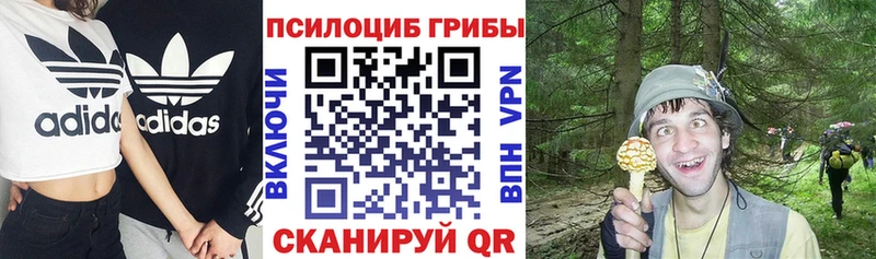 Купить закладки  Никольск  Псилоцибиновые грибы мицелий 